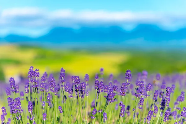 Close Violet Champ Fleurs Lavande Journée Ensoleillée Été Avec Foyer — Photo