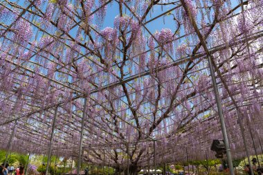 Tochigi ili, Japonya 16 Nisan 2018 : Aşıkağa Çiçek Parkı'nda Büyük Wisteria Festivali. Güzel tam çiçeklenme Mor Dev Mucize Wisteria çiçek trellis. Japonya'da ünlü seyahat hedef