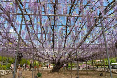 Tochigi ili, Japonya 16 Nisan 2018 : Aşıkağa Çiçek Parkı'nda Büyük Wisteria Festivali. Güzel tam çiçeklenme Mor Dev Mucize Wisteria çiçek trellis. Japonya'da ünlü seyahat hedef