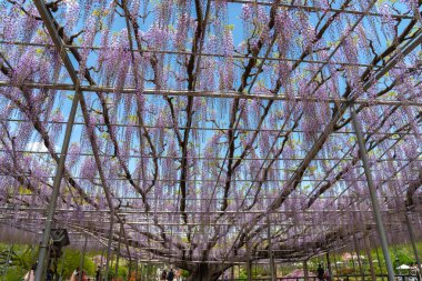 Tochigi ili, Japonya 16 Nisan 2018 : Aşıkağa Çiçek Parkı'nda Büyük Wisteria Festivali. Güzel tam çiçeklenme Mor Dev Mucize Wisteria çiçek trellis. Japonya'da ünlü seyahat hedef