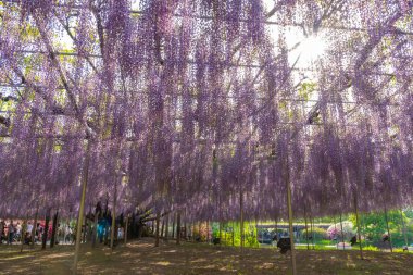 Tochigi ili, Japonya 16 Nisan 2018 : Aşıkağa Çiçek Parkı'nda Büyük Wisteria Festivali. Güzel tam çiçeklenme Mor Dev Mucize Wisteria çiçek trellis. Japonya'da ünlü seyahat hedef