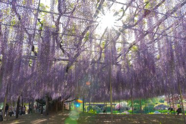 Tochigi ili, Japonya 16 Nisan 2018 : Aşıkağa Çiçek Parkı'nda Büyük Wisteria Festivali. Güzel tam çiçeklenme Mor Dev Mucize Wisteria çiçek trellis. Japonya'da ünlü seyahat hedef