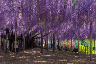 Tochigi ili, Japonya 16 Nisan 2018 : Aşıkağa Çiçek Parkı'nda Büyük Wisteria Festivali. Güzel tam çiçeklenme Mor Dev Mucize Wisteria çiçek trellis. Japonya'da ünlü seyahat hedef