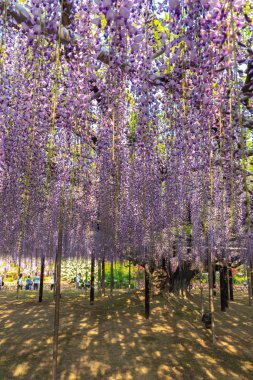 Tochigi ili, Japonya 16 Nisan 2018 : Aşıkağa Çiçek Parkı'nda Büyük Wisteria Festivali. Güzel tam çiçeklenme Mor Dev Mucize Wisteria çiçek trellis. Japonya'da ünlü seyahat hedef