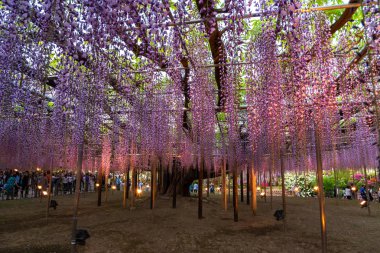 Tochigi ili, Japonya 16 Nisan 2018 : Aşıkağa Çiçek Parkı'nda Büyük Wisteria Festivali. Güzel tam çiçeklenme Mor Dev Mucize Wisteria çiçek trellis. Japonya'da ünlü seyahat hedef