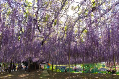 Tochigi ili, Japonya 16 Nisan 2018 : Aşıkağa Çiçek Parkı'nda Büyük Wisteria Festivali. Güzel tam çiçeklenme Mor Dev Mucize Wisteria çiçek trellis. Japonya'da ünlü seyahat hedef