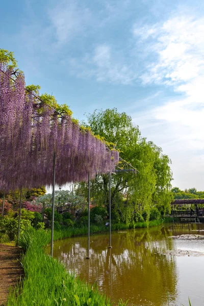 Tochigi Prefecture Japan April 2018 Great Wisteria Festival Ashikaga Flower — Stock Photo, Image