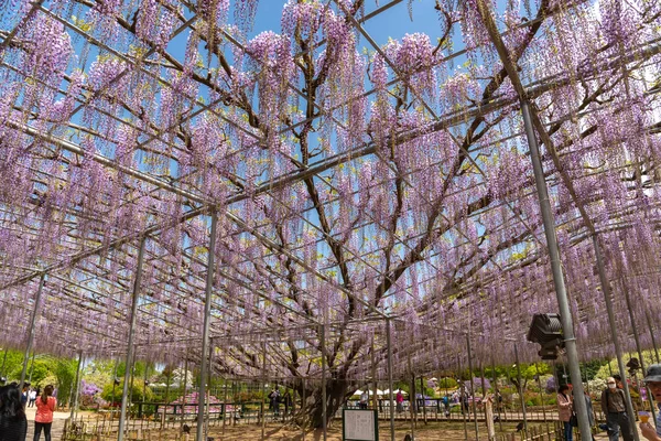 Tochigi Prefecture Japan April 2018 Great Wisteria Festival Ashikaga Flower — Stock Photo, Image