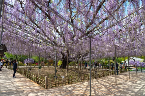 日本东京都县2018年4月16日 在Ashikaga花卉公园举行的大威斯特利亚节 美丽盛开的紫色巨人奇迹威斯特利亚开花棚架 日本著名旅游目的地 — 图库照片