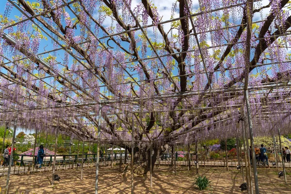 日本东京都县2018年4月16日 在Ashikaga花卉公园举行的大威斯特利亚节 美丽盛开的紫色巨人奇迹威斯特利亚开花棚架 日本著名旅游目的地 — 图库照片