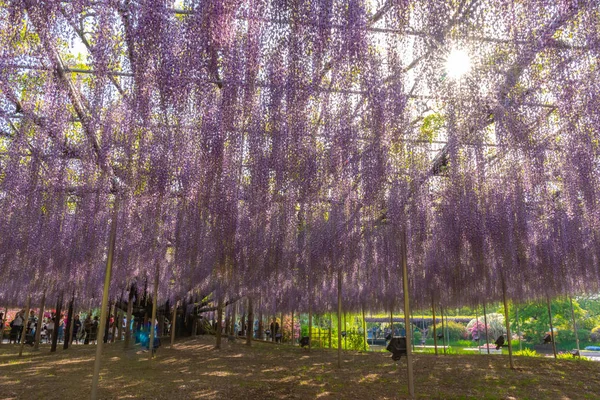 日本东京都县2018年4月16日 在Ashikaga花卉公园举行的大威斯特利亚节 美丽盛开的紫色巨人奇迹威斯特利亚开花棚架 日本著名旅游目的地 — 图库照片
