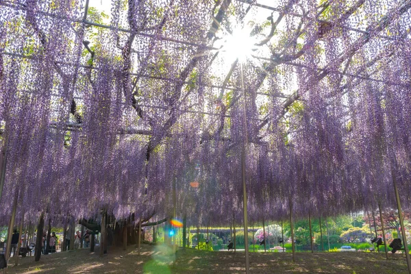 Tochigi ili, Japonya 16 Nisan 2018 : Aşıkağa Çiçek Parkı'nda Büyük Wisteria Festivali. Güzel tam çiçeklenme Mor Dev Mucize Wisteria çiçek trellis. Japonya'da ünlü seyahat hedef