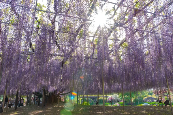 Префектура Тотиги Япония Апреля 2018 Года Большой Фестиваль Вистерии Цветочном — стоковое фото