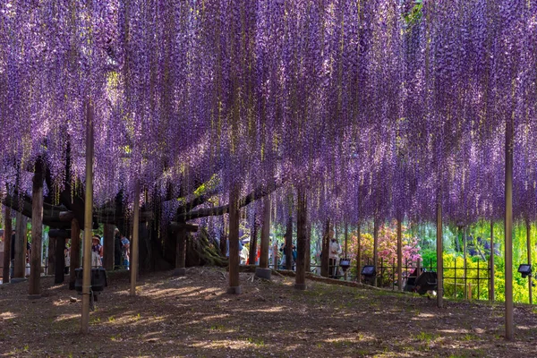 Tochigi ili, Japonya 16 Nisan 2018 : Aşıkağa Çiçek Parkı'nda Büyük Wisteria Festivali. Güzel tam çiçeklenme Mor Dev Mucize Wisteria çiçek trellis. Japonya'da ünlü seyahat hedef