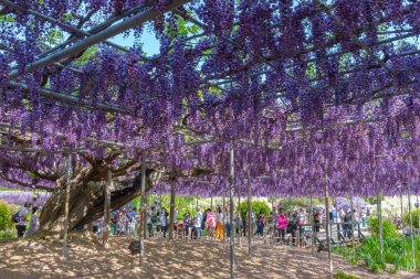 Tochigi prefecture, Japonya 16 Nisan 2018 : Güzel tam çiçeklenme Mor Dev Çift çiçekli Wisteria çiçeği trellis. Ashikaga Çiçek Parkı Büyük Wisteria Festivali, Ünlü seyahat hedef.