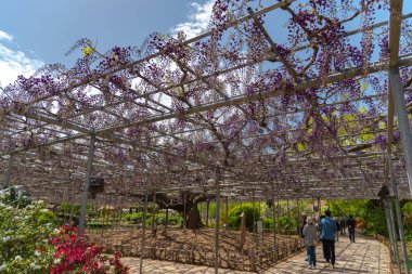 Tochigi prefecture, Japonya 16 Nisan 2018 : Güzel tam çiçeklenme Mor Dev Çift çiçekli Wisteria çiçeği trellis. Ashikaga Çiçek Parkı Büyük Wisteria Festivali, Ünlü seyahat hedef.