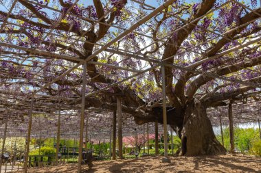 Tochigi prefecture, Japonya 16 Nisan 2018 : Güzel tam çiçeklenme Mor Dev Çift çiçekli Wisteria çiçeği trellis. Ashikaga Çiçek Parkı Büyük Wisteria Festivali, Ünlü seyahat hedef.