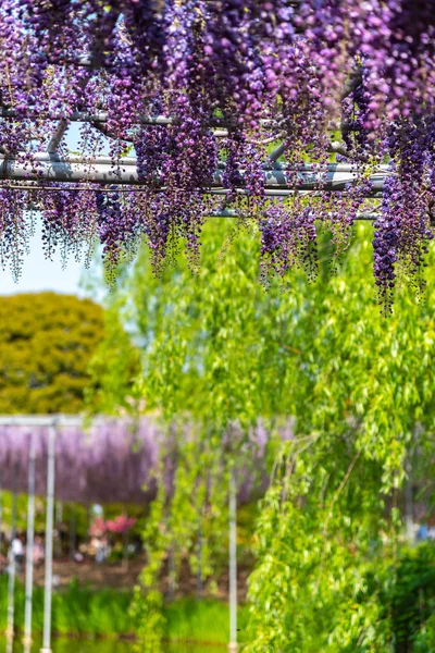 Префектура Тотиги Япония Апреля 2018 Года Прекрасные Цветущие Фиолетовые Гигантские — стоковое фото