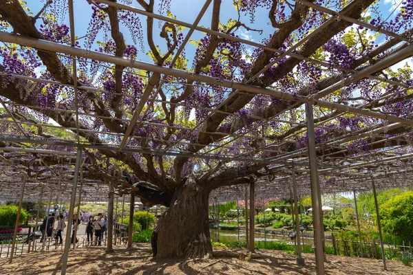 Prefeitura Tochigi Japão Abril 2018 Lindo Florescimento Completo Purple Giant — Fotografia de Stock