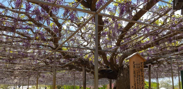 栃木県 2018年4月16日 美しい満開の紫の巨大な二重花藤の花トレリス 足利フラワーパークの大藤まつり 有名な旅行先 — ストック写真