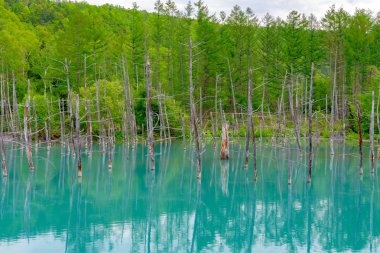 Mavi gölet (Aoas) yaz aylarında ağacın yansıması ile, Biei Town Shirogane Onsen yakınında bulunan, Hokkaido, Japonya