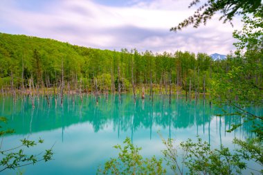 Mavi gölet (Aoas) yaz aylarında ağacın yansıması ile, Biei Town Shirogane Onsen yakınında bulunan, Hokkaido, Japonya