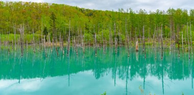 Mavi gölet (Aoas) yaz aylarında ağacın yansıması ile, Biei Town Shirogane Onsen yakınında bulunan, Hokkaido, Japonya