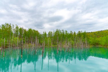 Mavi gölet (Aoas) yaz aylarında ağacın yansıması ile, Biei Town Shirogane Onsen yakınında bulunan, Hokkaido, Japonya