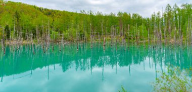 Mavi gölet (Aoas) yaz aylarında ağacın yansıması ile, Biei Town Shirogane Onsen yakınında bulunan, Hokkaido, Japonya