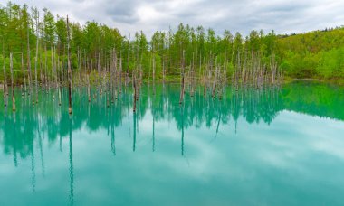 Mavi gölet (Aoas) yaz aylarında ağacın yansıması ile, Biei Town Shirogane Onsen yakınında bulunan, Hokkaido, Japonya
