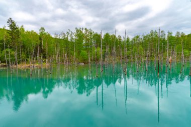 Mavi gölet (Aoas) yaz aylarında ağacın yansıması ile, Biei Town Shirogane Onsen yakınında bulunan, Hokkaido, Japonya