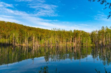 Mavi gölet (Aoas) yaz aylarında ağacın yansıması ile, Biei Town Shirogane Onsen yakınında bulunan, Hokkaido, Japonya