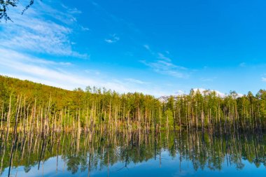 Mavi gölet (Aoas) yaz aylarında ağacın yansıması ile, Biei Town Shirogane Onsen yakınında bulunan, Hokkaido, Japonya