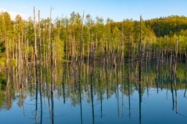 Mavi gölet (Aoas) yaz aylarında ağacın yansıması ile, Biei Town Shirogane Onsen yakınında bulunan, Hokkaido, Japonya