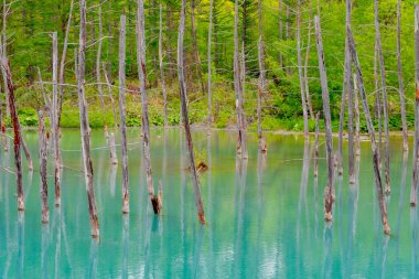 Mavi gölet (Aoas) yaz aylarında ağacın yansıması ile, Biei Town Shirogane Onsen yakınında bulunan, Hokkaido, Japonya