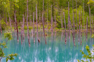 Mavi gölet (Aoas) yaz aylarında ağacın yansıması ile, Biei Town Shirogane Onsen yakınında bulunan, Hokkaido, Japonya