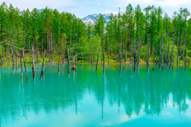 Mavi gölet (Aoas) yaz aylarında ağacın yansıması ile, Biei Town Shirogane Onsen yakınında bulunan, Hokkaido, Japonya 