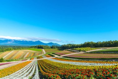 Canlı çiçekler çizgi deseni ziyaretçileri çekiyor. Shikisai içinde panoramik renkli çiçek alanı-No-oka, Biei Town, Hokkaido, Japonya 'da gezi için çok popüler bir yer