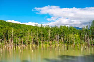 Mavi gölet (Aoas) yaz aylarında ağacın yansıması ile, Biei Town Shirogane Onsen yakınında bulunan, Hokkaido, Japonya