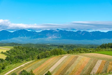 Canlı çiçekler çizgi deseni ziyaretçileri çekiyor. Shikisai içinde panoramik renkli çiçek alanı-No-oka, Biei Town, Hokkaido, Japonya 'da gezi için çok popüler bir yer