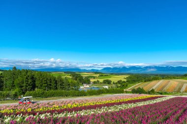 Canlı çiçekler çizgi deseni ziyaretçileri çekiyor. Shikisai içinde panoramik renkli çiçek alanı-No-oka, Biei Town, Hokkaido, Japonya 'da gezi için çok popüler bir yer