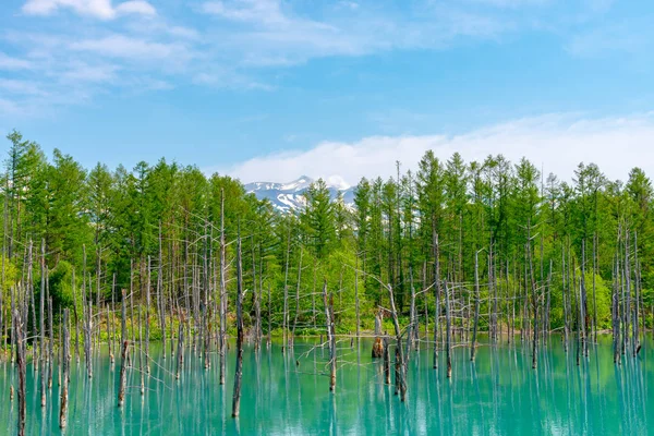 Γαλάζια λίμνη (Aoiike) με αντανάκλαση του δέντρου το καλοκαίρι, βρίσκεται κοντά σε Shirogane onsen σε Biei Town, Χοκκάιντο, Ιαπωνία — Φωτογραφία Αρχείου