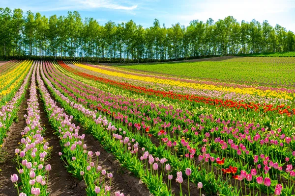 Montanha, Árvores e campo de flores tulipa com céu azul claro backgound em dia ensolarado, um close-up de tapete de flores coloridas . — Fotografia de Stock