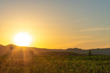Düz vahşi çim alan ufuk görünümü ve arka planda bir orman ile doğal kırsal günbatımı manzara.