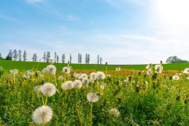Relax ve meditasyon güneş ile mavi bir gökyüzü altında tepe üzerinde bahar yeşil çim ve ağaçlar sıra ile yakın yukarı beyaz karahindiba çiçekleri.