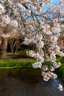 Güzel tam çiçeklenme pembe beyaz kiraz çiçekleri çiçek (sakura) yumuşak yeşil bahar güneşli gün yakından bulanıklık doğal arka plan.