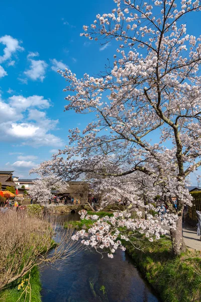 Festival da sakura Flores de cerejeira florescem cheias em A antiga aldeia de Oshino Hakkai perto de Mt. Fuji, região do Lago Fuji Five, distrito de Minamitsuru, província de Yamanashi, Japão . — Fotografia de Stock