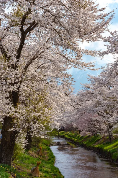 Festival of the sakura Cherry blossoms full bloom in The ancient Oshino Hakkai village near Mt. Fuji, Fuji Five Lake region, Minamitsuru District, Yamanashi Prefecture, Japan. — Stock Photo, Image