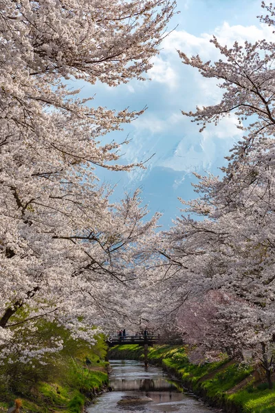 富士山に近い古代の忍野八海村に桜満開のさくら祭りでは山梨県南都留郡富士 5 つの湖地域. — ストック写真