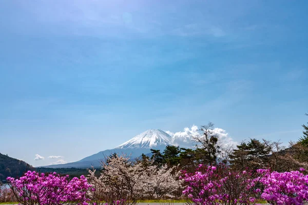 Kilátás nyílik a Mount Fuji és fehér rózsaszín cseresznyefa virágok teljes virágzás tó Shoji (Shojiko) Park, a tavaszi napsütésben, tiszta kék ég természetes háttérrel. Cseresznye virágok Yamanashi, Japán — Stock Fotó